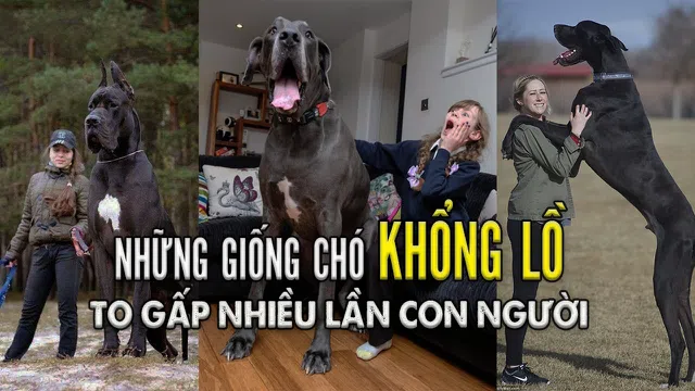 3 giống chó có kích thước khổng lồ lớn gấp nhiều lần con người